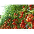 Hybrid Tomato seeds for planting